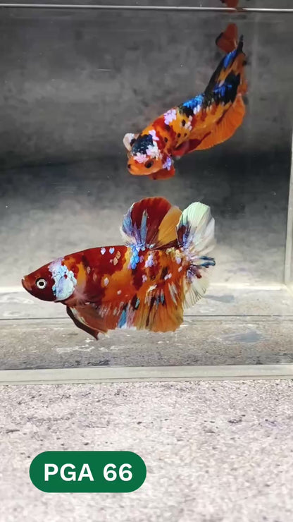 King Giant Plakat Male Betta Fish | You Pick Fish | High Grade