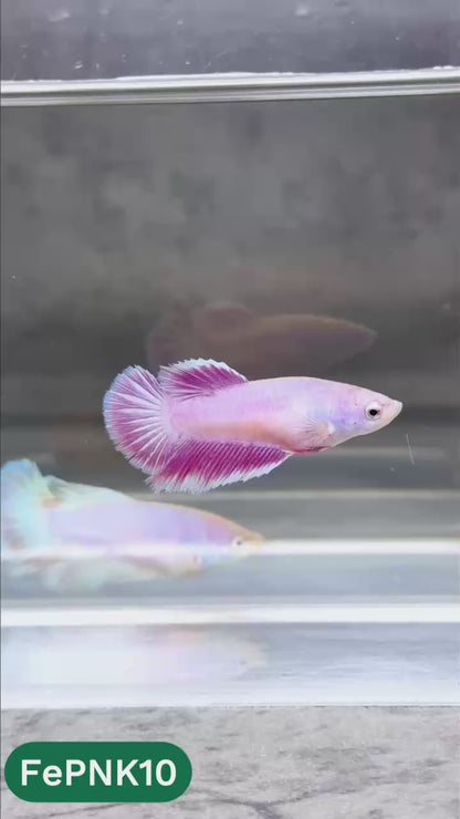 Pink Halfmoon Female Betta Fish | You Pick Fish | Rare Color