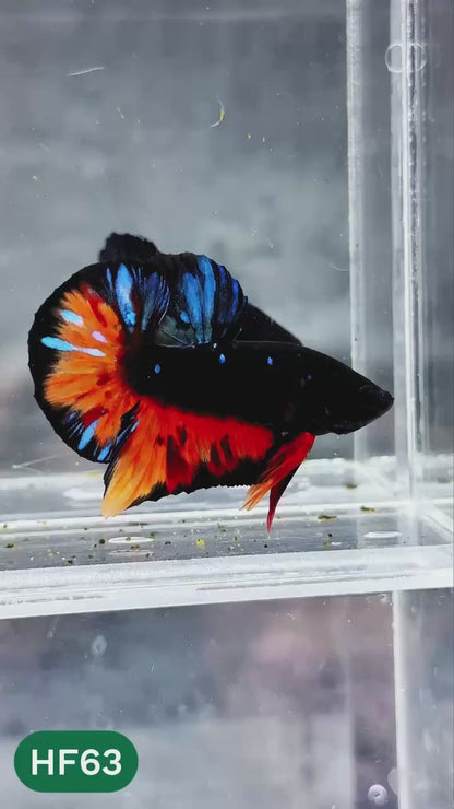 Dark Flame Hellfire Plakat Male Betta Fish | You Pick Fish | Exotic Betta