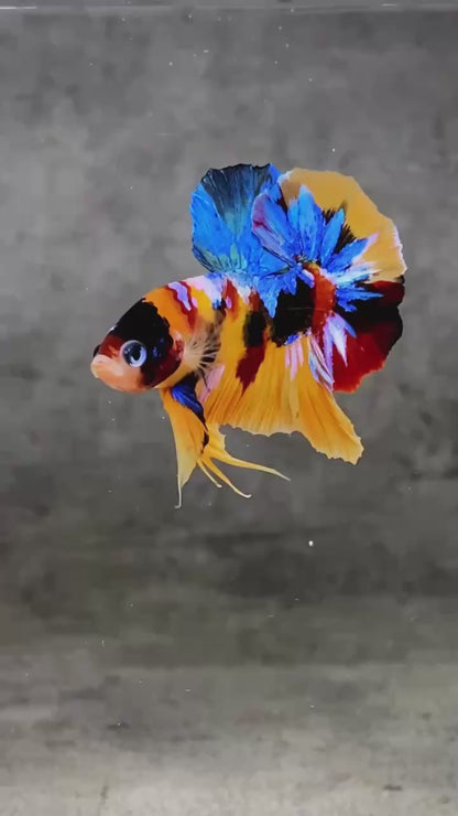 Multicolor Plakat Male Betta Fish |Show Grade|  You Pick Fish