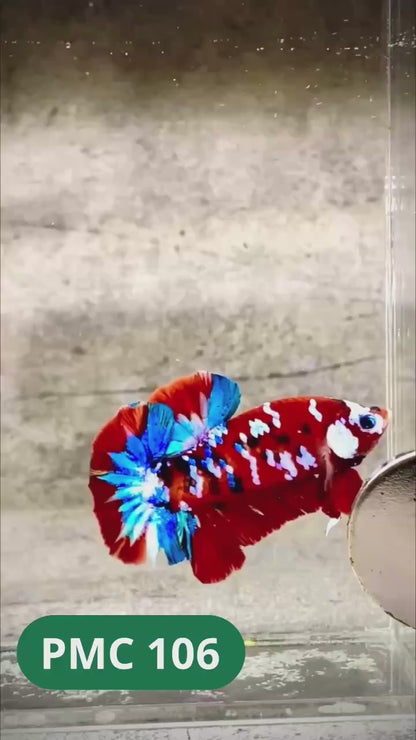 Multicolor Plakat Male Betta Fish |Show Grade|  You Pick Fish