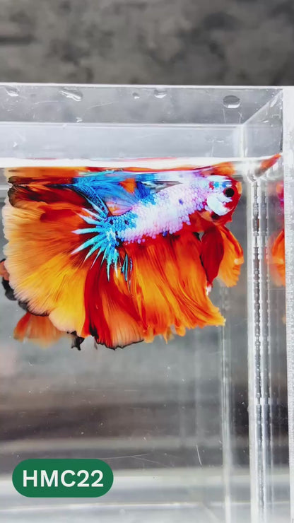 Nemo Halfmoon Male Betta Fish | Order Directly From Farm | You Pick Fish