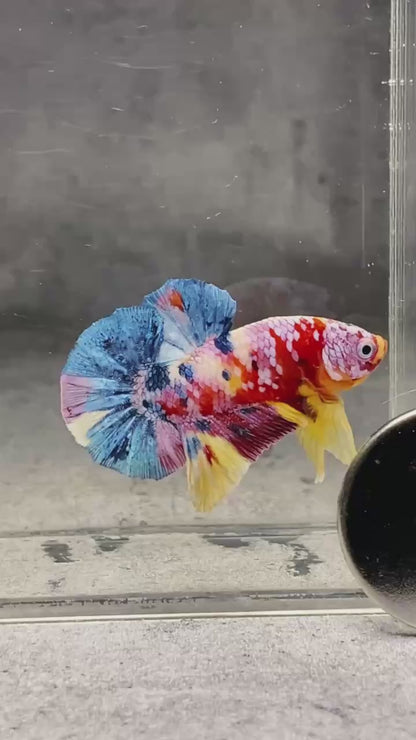 Multicolor Plakat Male Betta Fish |Show Grade|  You Pick Fish