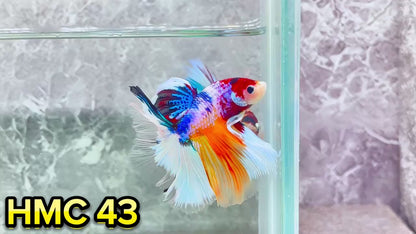 Multicolor Halfmoon Male Betta Fish | High Grade | Order Directly From Farm|  You Pick Fish |