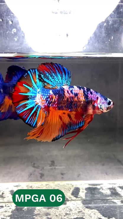 King Giant Plakat Male Betta Fish | You Pick Fish | High Grade