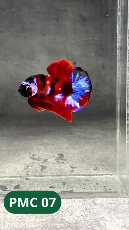 Multicolor Plakat Male Betta Fish |Show Grade|  You Pick Fish