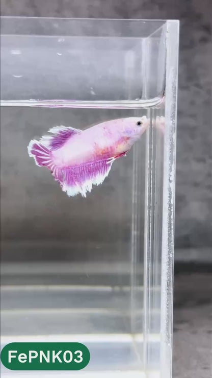 Pink Halfmoon Female Betta Fish | You Pick Fish | Rare Color