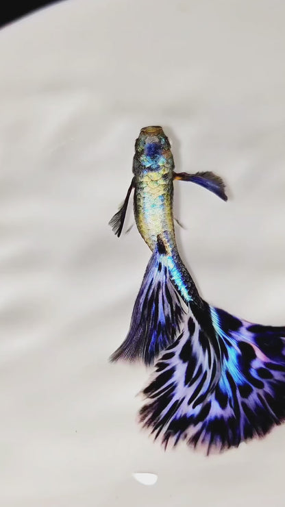 Purple Lavender Mosaic Fancy Guppy Fish