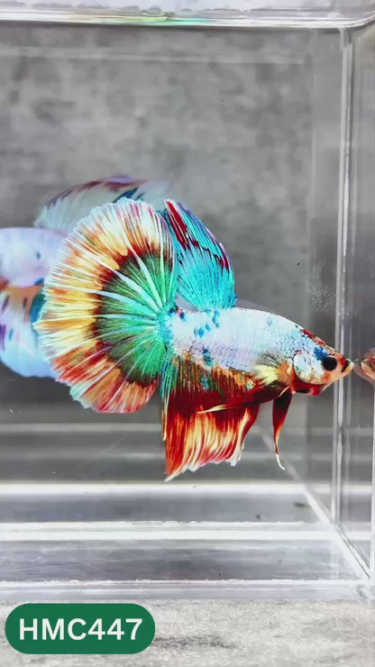 Multicolor Halfmoon Male Betta Fish | Order Directly From Farm | You Pick Fish