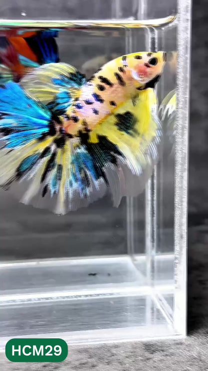 Multicolor Halfmoon Male Betta Fish | High Grade | Order Directly From Farm |  You Pick Fish |