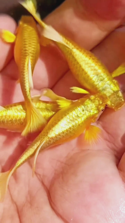 Full Gold 24K Ribbon Fin Guppy Fish