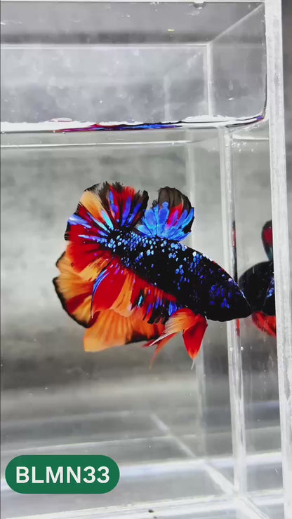 Dark Flame Hellfire Plakat Male Betta Fish | You Pick Fish | Rare Betta