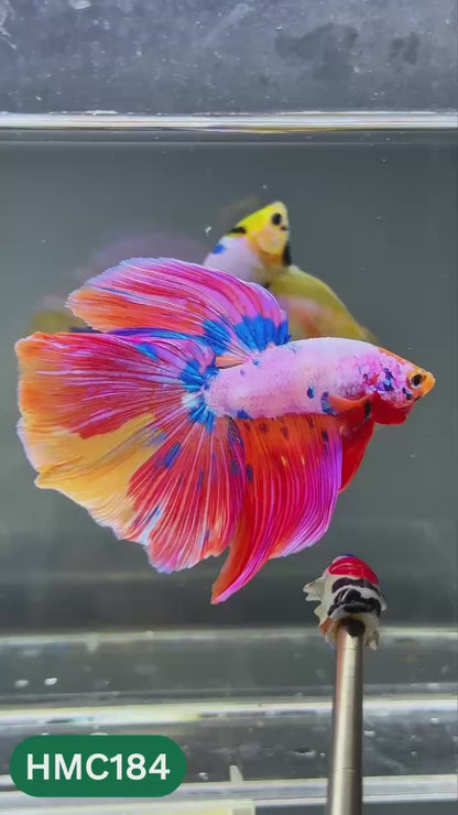 Multicolor Halfmoon Male Betta Fish | Order Directly From Farm | You Pick Fish