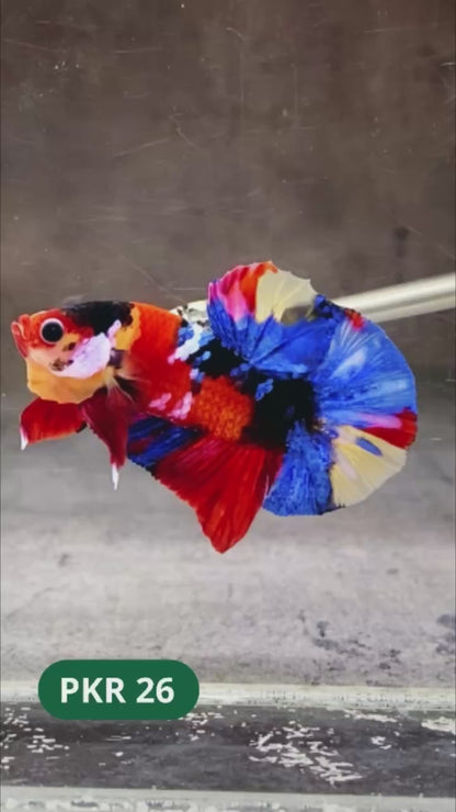 Multicolor Yellow Base Plakat Male Betta Fish | Order Directly From Farm |  You Pick Fish