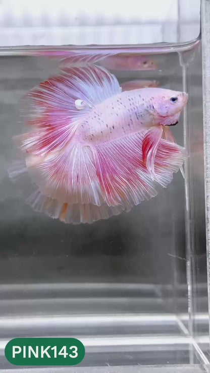 Pink Halfmoon Male Betta Fish | You Pick Fish | Order Directly From Farm