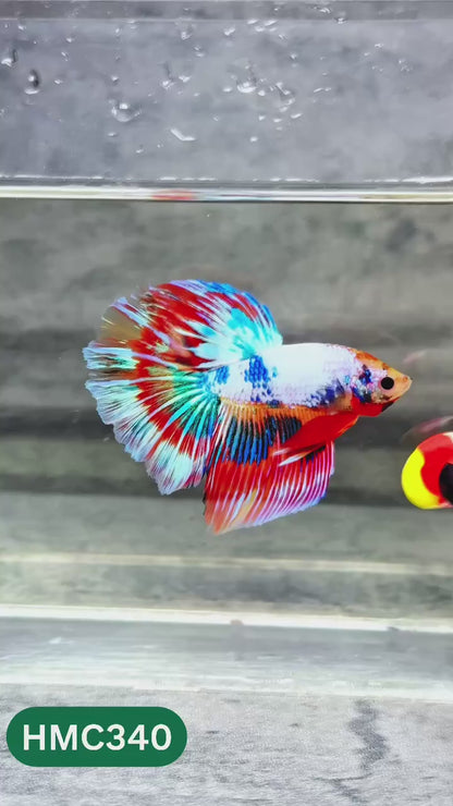 Multicolor Halfmoon Male Betta Fish | High Grade | Order Directly From Farm |  You Pick Fish |