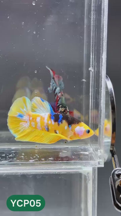 Koi Yellow Plakat Male Betta Fish | Show Grade | You Pick Fish