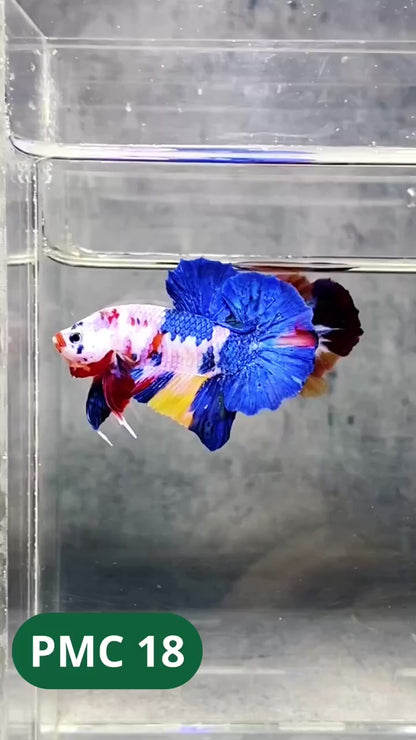 Multicolor Plakat Male Betta Fish |Show Grade|  You Pick Fish