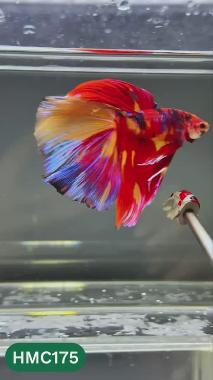 Multicolor Halfmoon Male Betta Fish | Order Directly From Farm | You Pick Fish