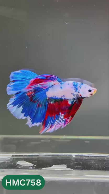 Multicolor Halfmoon Male Betta Fish | High Grade | Order Directly From Farm |  You Pick Fish |