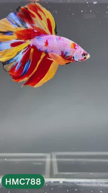 Nemo Halfmoon Male Betta Fish | Order Directly From Farm | You Pick Fish