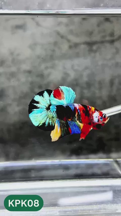 Multicolor Plakat Male Betta Fish |Show Grade|  You Pick Fish