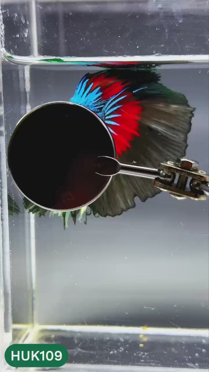 Black Hulk Halfmoon Male Betta Fish | You Pick Fish