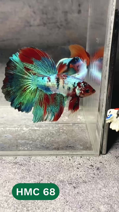 Multicolor Halfmoon Male Betta Fish | High Grade | Order Directly From Farm |  You Pick Fish |