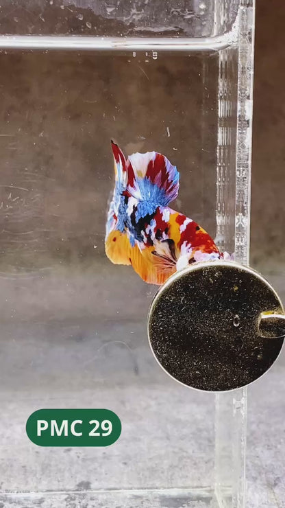 Multicolor Plakat Male Betta Fish |Show Grade|  You Pick Fish