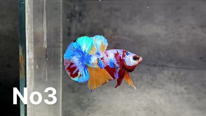 Multicolor Plakat Male Betta Fish |Show Grade|  You Pick Fish