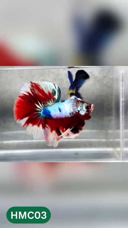 Multicolor Halfmoon Male Betta Fish | High Grade | Order Directly From Farm |  You Pick Fish |