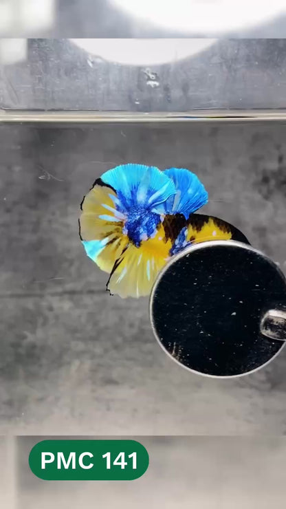 Multicolor Plakat Male Betta Fish |Show Grade|  You Pick Fish