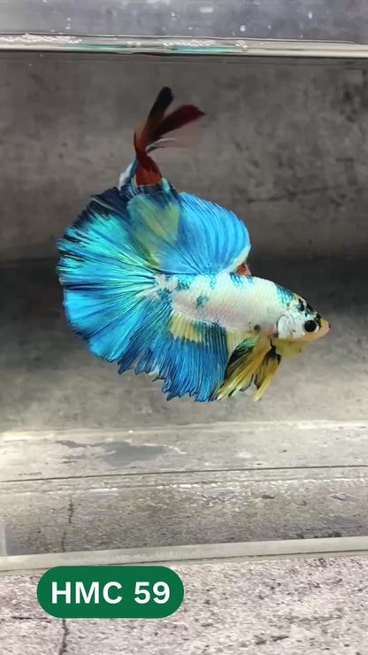 Multicolor Halfmoon Male Betta Fish | High Grade | Order Directly From Farm |  You Pick Fish |