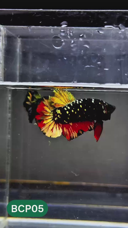 Black Panther Plakat Male Betta Fish | You Pick Fish | Rare Betta