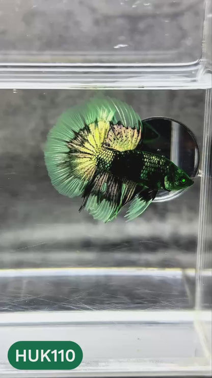 Black Hulk Halfmoon Male Betta Fish | You Pick Fish