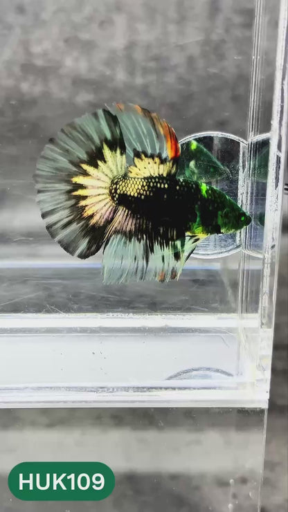 Black Hulk Halfmoon Male Betta Fish | You Pick Fish