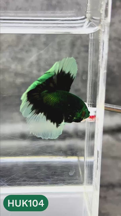 Black Hulk Halfmoon Male Betta Fish | You Pick Fish