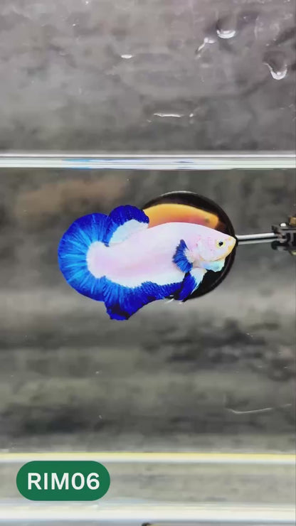 Marble Rim Plakat Male Betta Fish | You Pick Betta