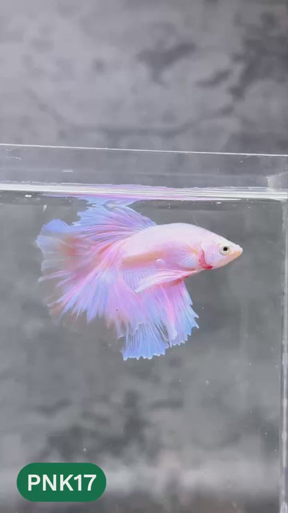 Pink Halfmoon Male Betta Fish | You Pick Fish | Order Directly From Farm
