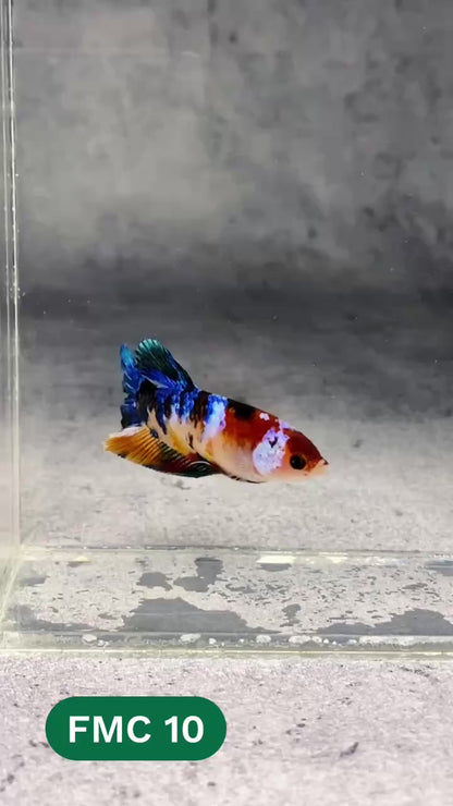 Multicolor Female Betta Fish | You Pick Fish | High Grade