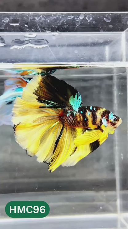 Nemo Halfmoon Male Betta Fish | Order Directly From Farm | You Pick Fish