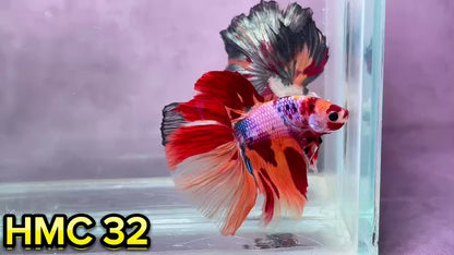 Multicolor Halfmoon Male Betta Fish | Order Directly From Farm | You Pick Fish