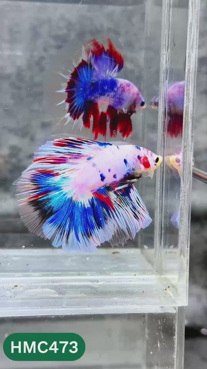 Multicolor Halfmoon Male Betta Fish | High Grade | Order Directly From Farm |  You Pick Fish |