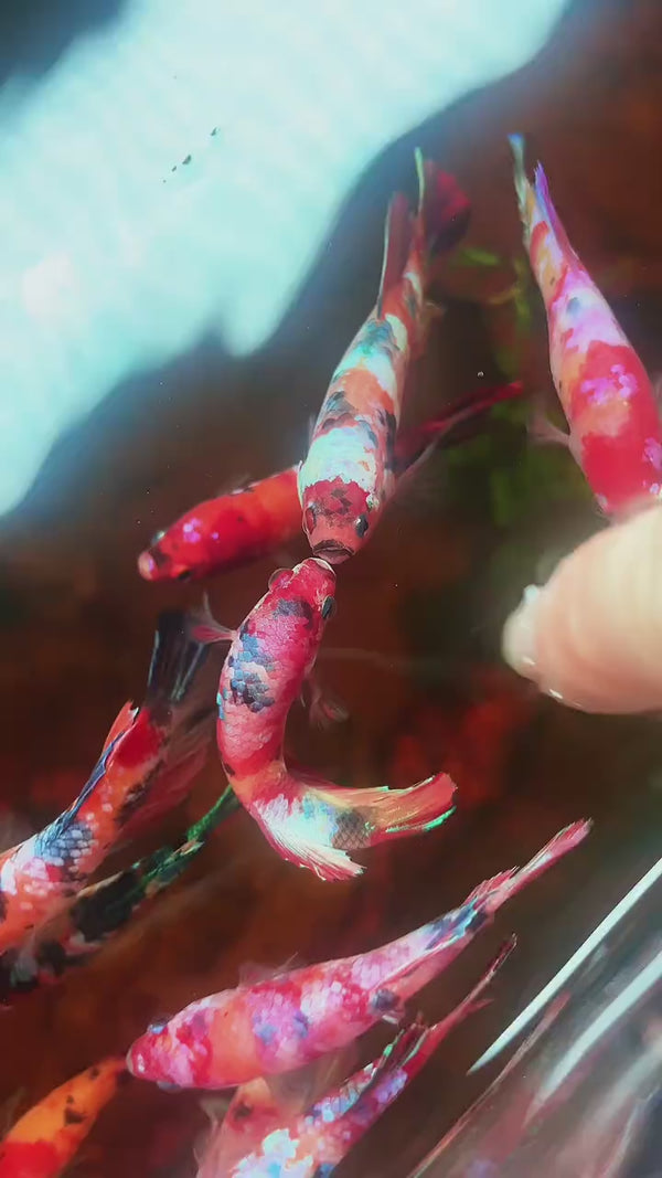 Koi Red Gold Plakat Female Betta Fish — Swimming Video