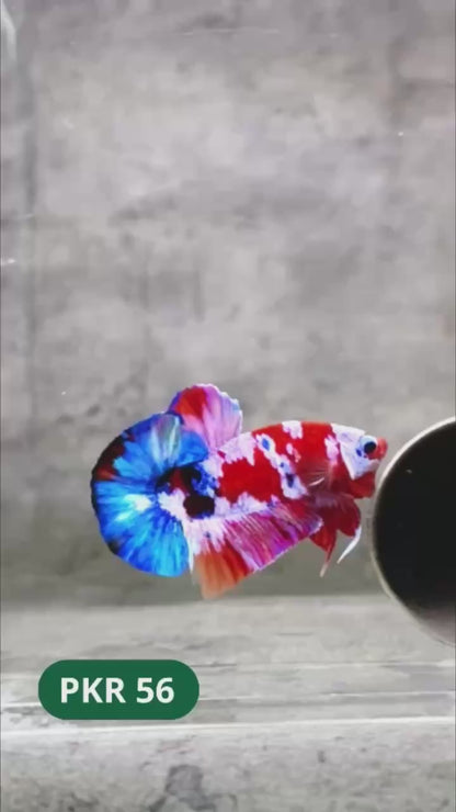 Multicolor Yellow Base Plakat Male Betta Fish | Order Directly From Farm |  You Pick Fish