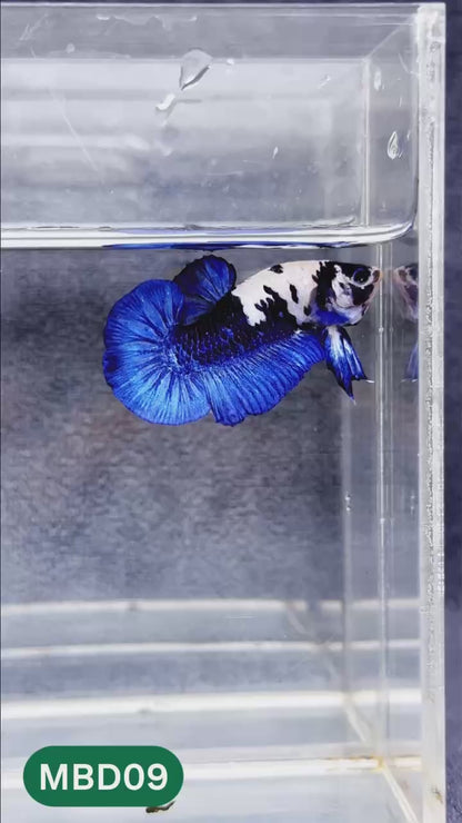 Blue Marble Dot Plakat Male Betta Fish | You Pick Fish