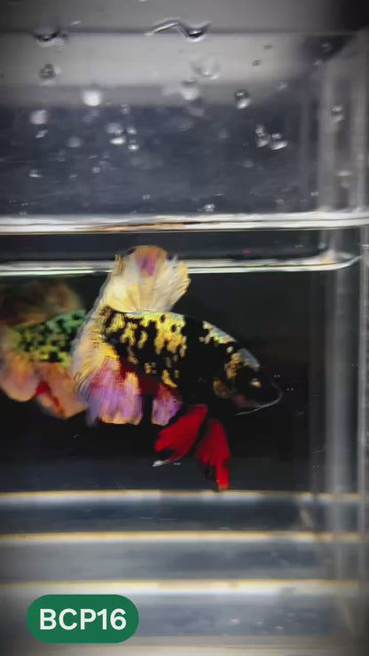 Black Panther Plakat Male Betta Fish | You Pick Fish | Rare Betta