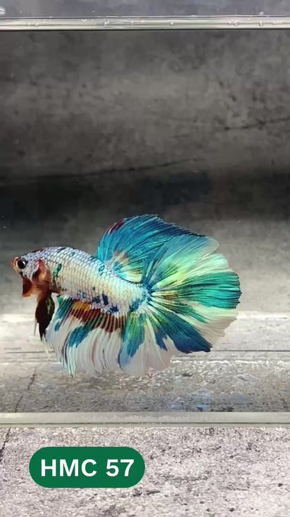 Multicolor Halfmoon Male Betta Fish | High Grade | Order Directly From Farm |  You Pick Fish |