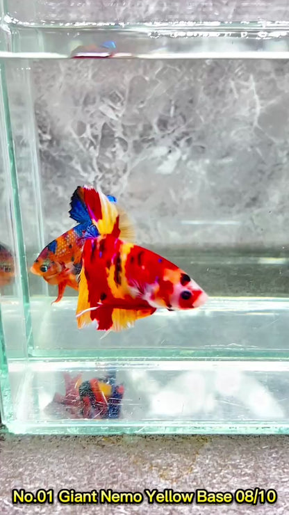 King Giant Plakat Male Betta Fish | You Pick Fish | High Grade