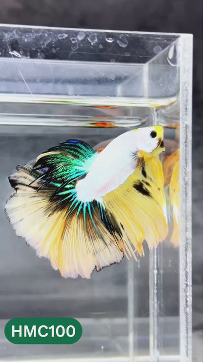 Nemo Halfmoon Male Betta Fish | Order Directly From Farm | You Pick Fish
